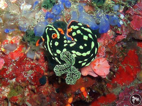 Nembrotha kubaryana from Philippines