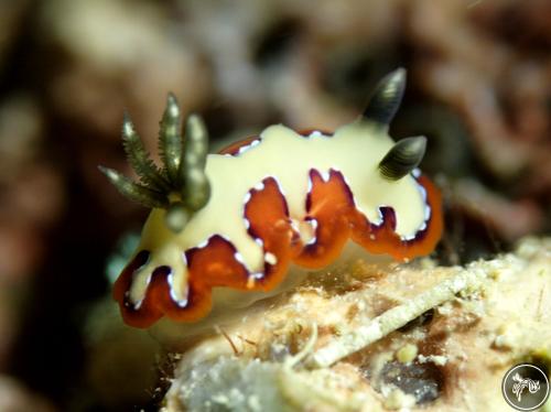 Goniobranchus fidelis from Philippines