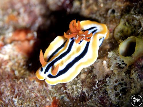 Chromodoris colemani from Philippines