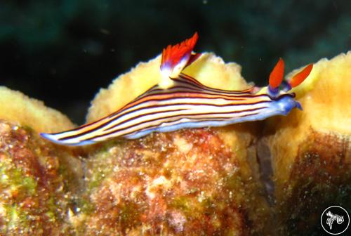 Nembrotha aurea from Tanzania