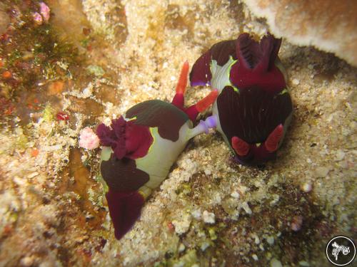 Nembrotha chamberlaini from Philippines