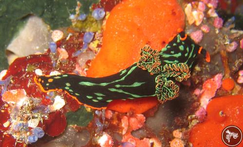 Nembrotha kubaryana from Philippines