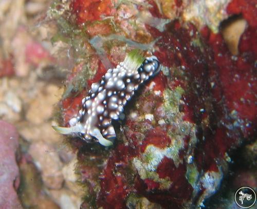 Goniobranchus geometricus from Philippines