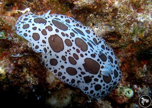 Peltodoris atromaculata from Italy