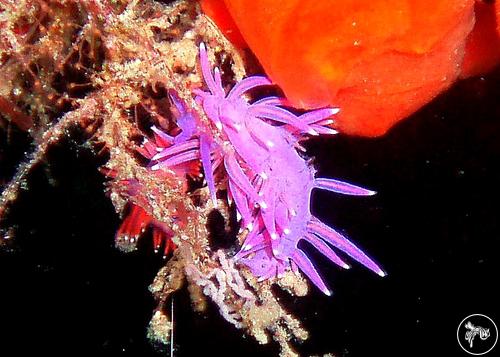 Flabellina affinis from Italy