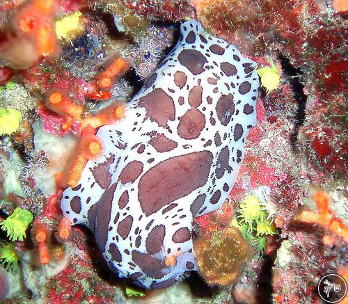 Peltodoris atromaculata from Italy