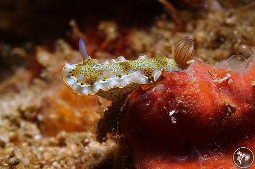 Hypselodoris acriba from Venezuela