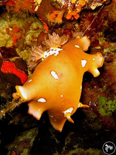 Platydoris ocellata from Philippines