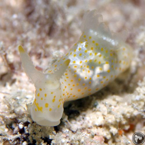 Gymnodoris alba from Guam