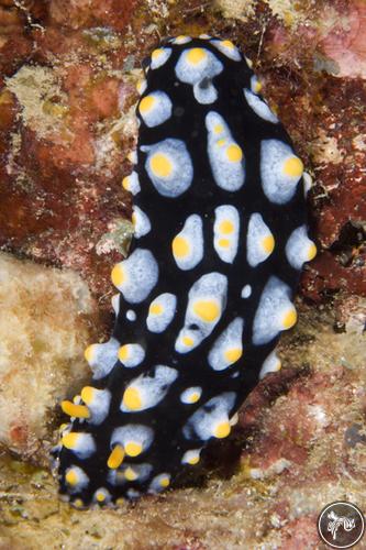 Phyllidia carlsonhoffi from Guam