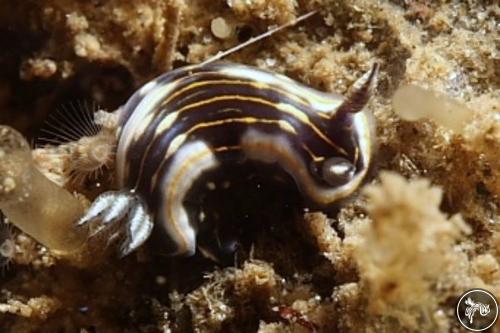 Hypselodoris ruthae from Venezuela