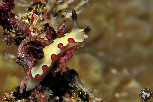 Goniobranchus fidelis from Malaysia