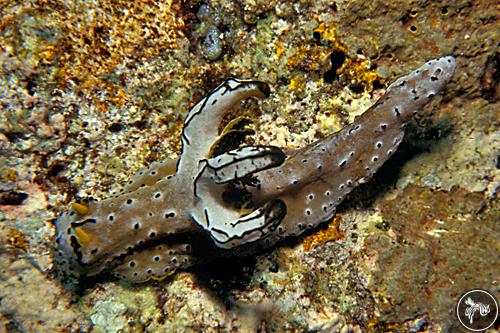 Notodoris serenae from Malaysia