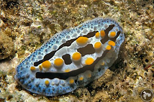 Phyllidia coelestis from Malaysia