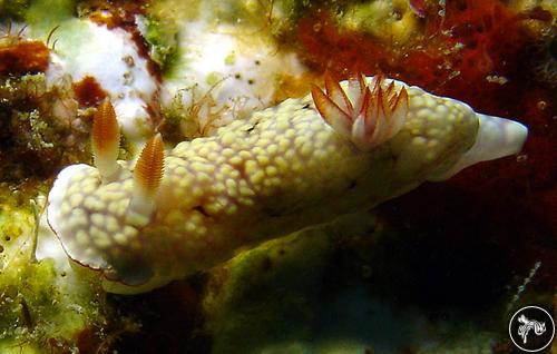 Goniobranchus conchyliatus from India