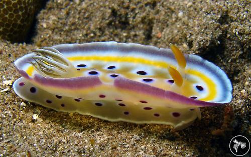 Goniobranchus geminus from India