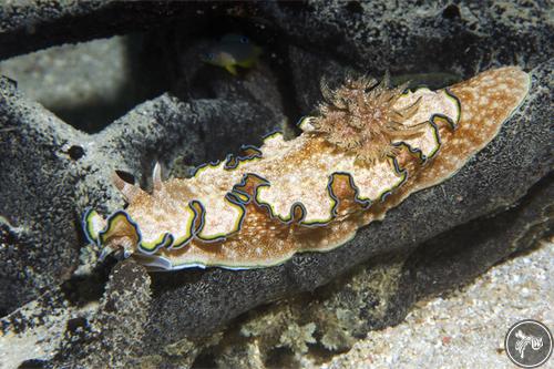 Glossodoris cincta from Guam