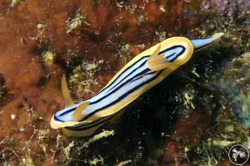 Chromodoris elisabethina from Guam