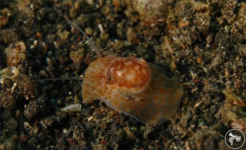 Natica arachnoidea from Lembeh, Indonesia