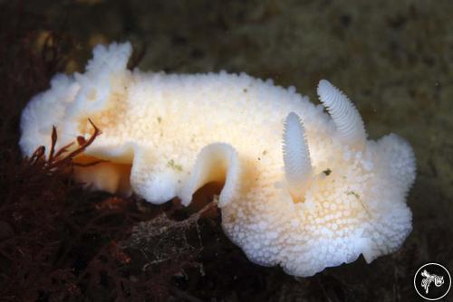 Austrodoris kerguelenensis from Antarctica