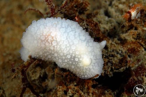 Austrodoris kerguelenensis from Antarctica