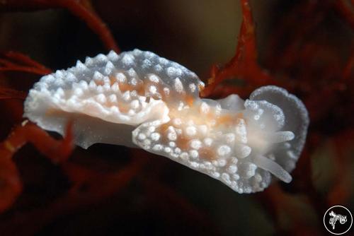 Charcotia granulosa from Antarctica, Antarctica