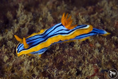 Chromodoris elisabethina from Sri Lanka