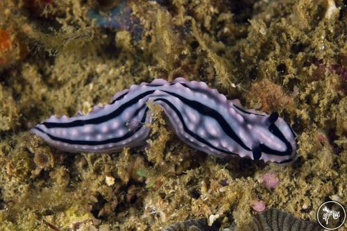 Phyllidiella zeylanica from Sri Lanka