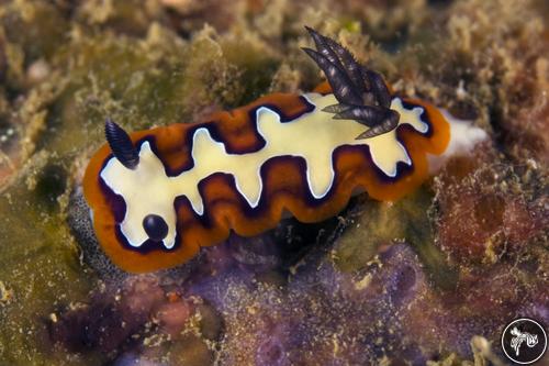 Goniobranchus fidelis from Sri Lanka