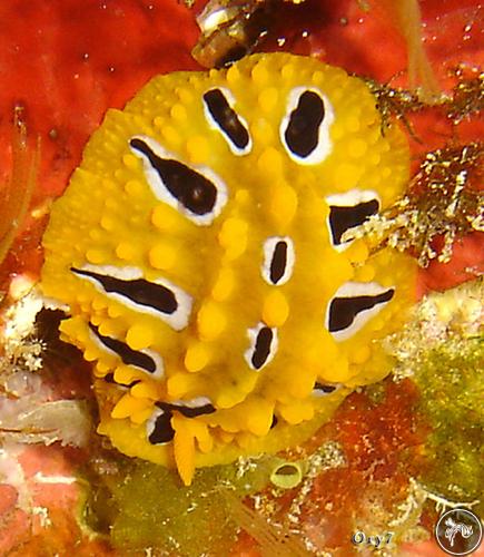 Phyllidia ocellata from Tanzania