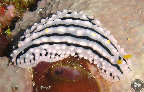 Phyllidia alyta from Tanzania