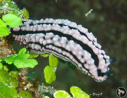 Phyllidiopsis gemmata from Tanzania