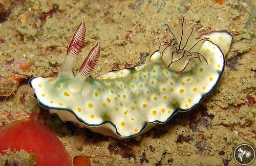 Hypselodoris bollandi from Thailand