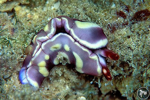 Thuridilla albopustulosa from Malaysia