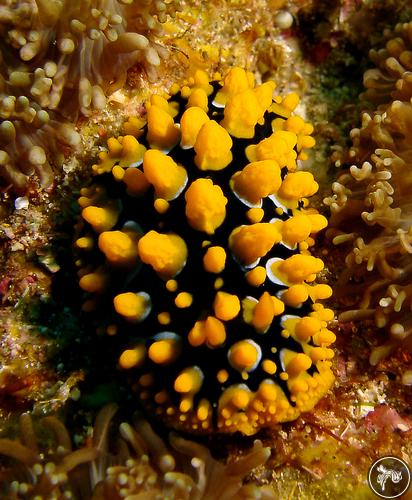 Phyllidia ocellata from Thailand