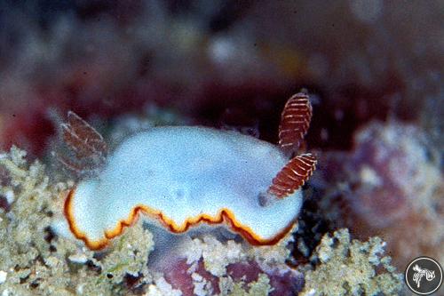 Goniobranchus verrieri from Malaysia