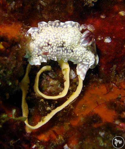 Goniobranchus conchyliatus from Thailand