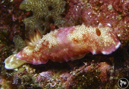 Goniobranchus tinctorius from Thailand