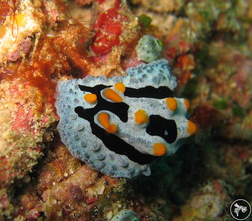 Phyllidia coelestis from Malaysia