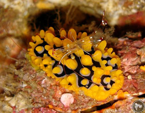 Phyllidia ocellata from Thailand