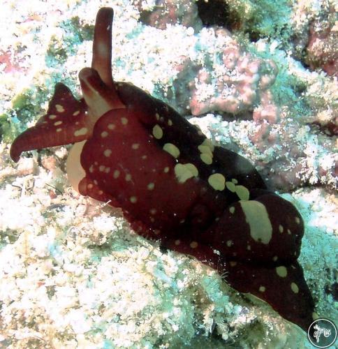 Berthella martensi from Philippines