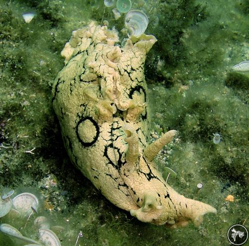 Aplysia dactylomela from Italy