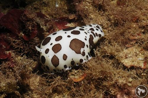 Peltodoris atromaculata from Spain