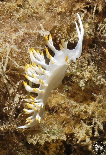 Flabellina babai from Spain