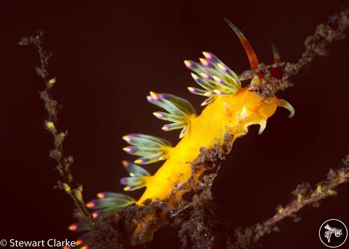 Trinchesia sp. from Indonesia