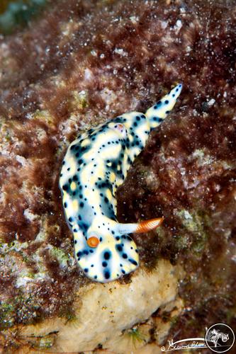 Hypselodoris infucata from Saudi Arabia