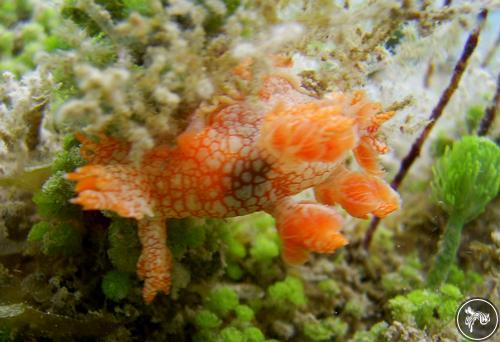 Bornella calcarata from Nicaragua