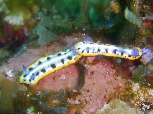 Mexichromis kempfi from Nicaragua