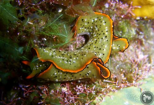 Elysia ornata from Nicaragua