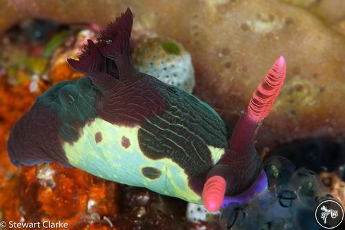 Nembrotha chamberlaini from Philippines